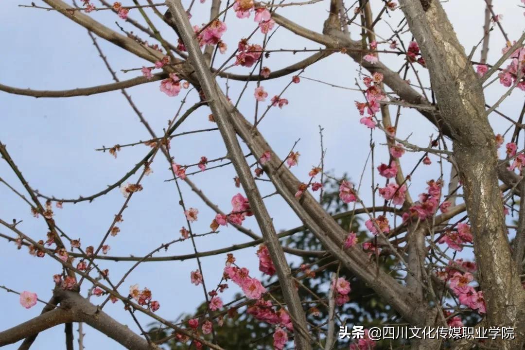 盛世春天科技革新重塑生活体验的最新消息