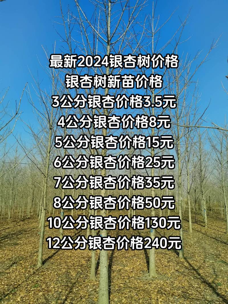 银杏树最新价格，科技与自然融合重塑生活美学新篇章