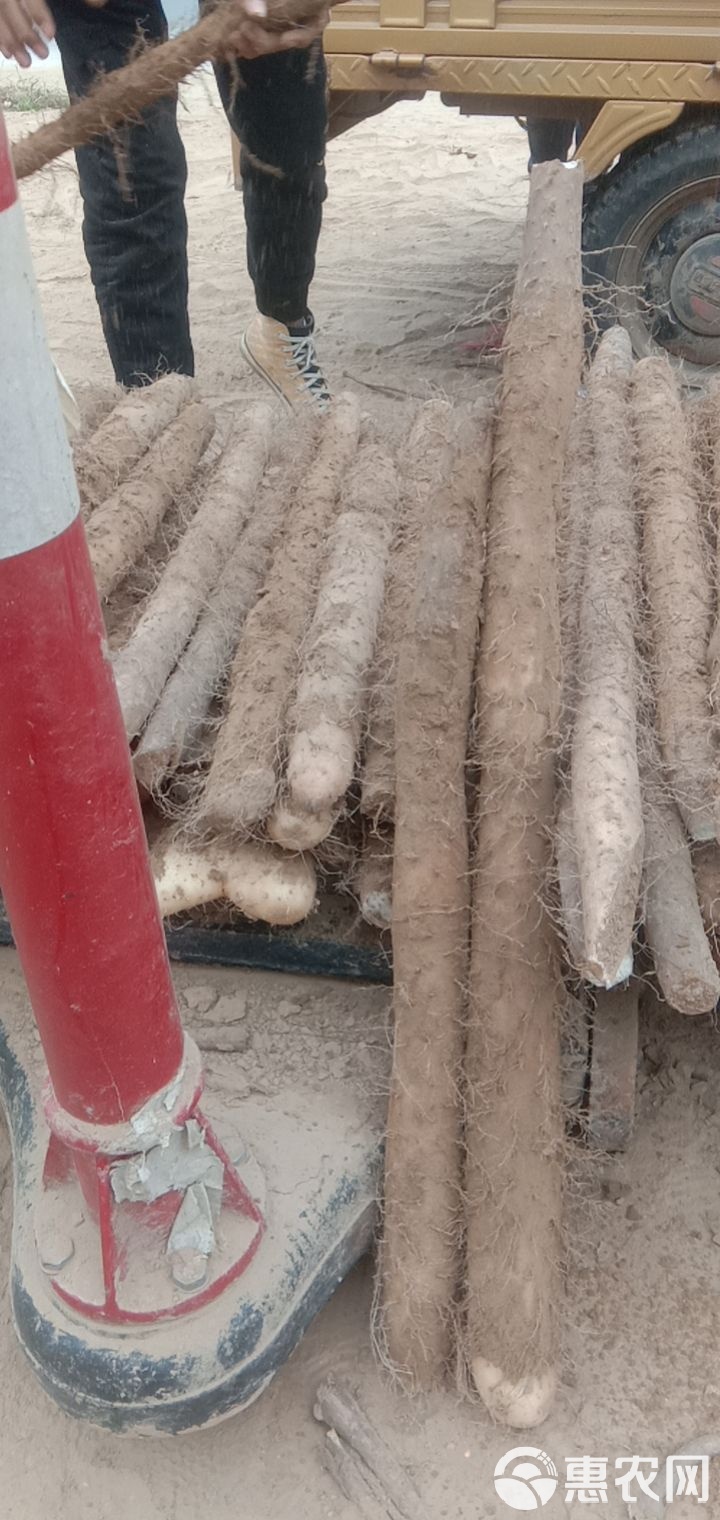 白玉山药最新价格行情，见证友情的温馨故事